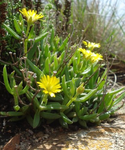 Delosperma leendertziae small buds